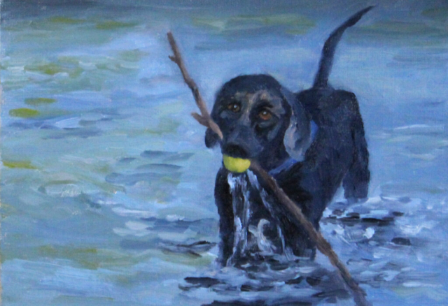 Starboard Black Labrador Retriever playing wih ball and stick