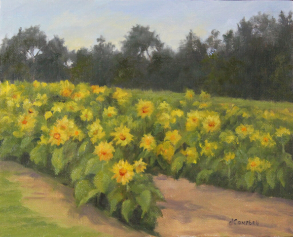 filed of sunflowers